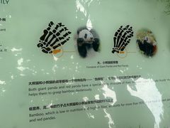 -都江堰中华大熊猫苑