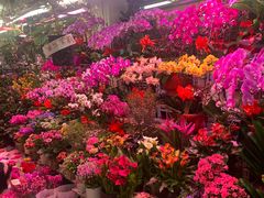 -花鸟鱼虫鲜花绿植市场(玉泉路店)