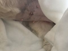 -菲丽丝宠物医院·24小时·猫科中心·免疫点(淮海分院)