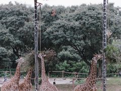 -深圳野生动物园