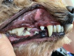 -宠福鑫康馨动物医院·骨科·眼科