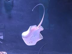 -三亚亚特兰蒂斯度假区