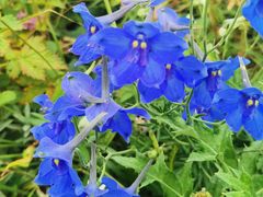 -白草畔自然风景区