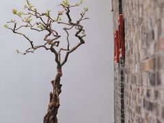 -个园