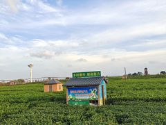 -中华茉莉园