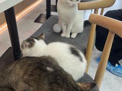 -喵园·猫主题咖啡厅·撸猫·猫咖(国贸店)