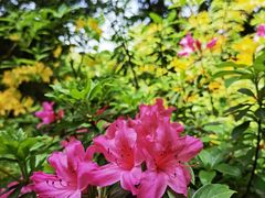 -杭州植物园