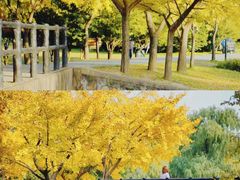 -上海共青森林公园