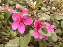 -中国科学院华南植物园