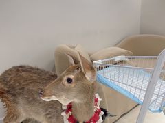 -怪兽屋·羊驼·猫咖·狗咖(俊华广场店)