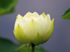 -成都市文化公园