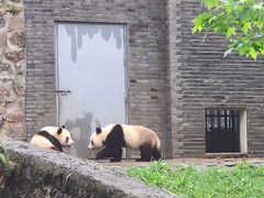 -都江堰中华大熊猫苑