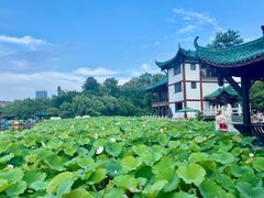 -桂湖森林公园