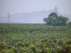 -北京张裕爱斐堡酒庄