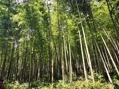 -广州市石门国家森林公园