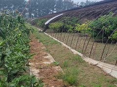 -呀路古热带植物园