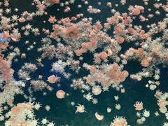 -珠海长隆海洋王国