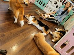 -柯斗斗主题餐厅·狗咖·围炉煮茶·茶饮(国瑞升平里店)