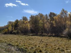 -乌兰布统景区-白桦林