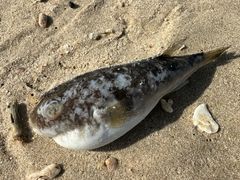 -石螺口海滩