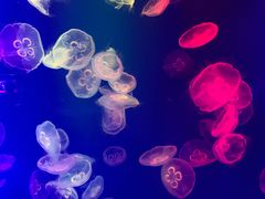 -成都浩海立方海洋公园