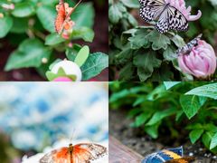 -北京国际鲜花港