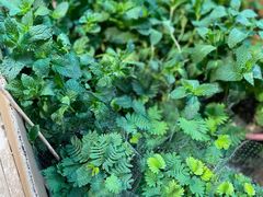 -循礼门鲜花花市(武汉循礼门店)