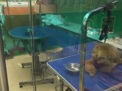 -瑞派动物医院·猫专科·至诚(江南中分院)