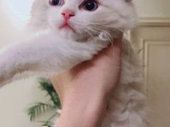 -猫十亿·布偶金渐层·曼基康矮脚猫舍(青年路店)