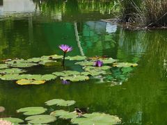 -深圳国际园林花卉博览园