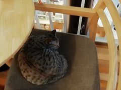 -猫的天空之城概念书店(苏州平江店)