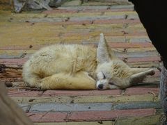 -西霞口神雕山野生动物世界