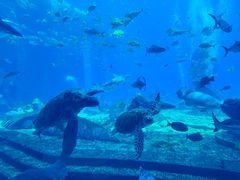 -亚特兰蒂斯•OSSIANO奥西亚诺海底餐厅