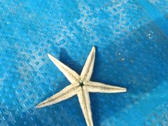 -南湾猴岛+椰田古寨一日游