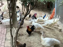 -泉州海丝野生动物世界