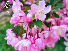 -海棠花溪(元大都城垣遗址公园)