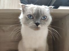 -藏猫猫咖啡主题馆(中央大道店)