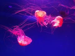 -芜湖新华联大白鲸海洋公园