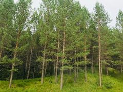 -塞罕坝国家级自然保护区