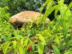 -桃源山庄·水蜜桃采摘·柴火鸡·烧烤团建(龙泉山店)