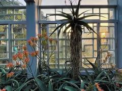 -深圳仙湖植物园