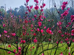 -常德桃花源景区