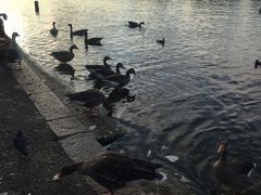 -海德公园