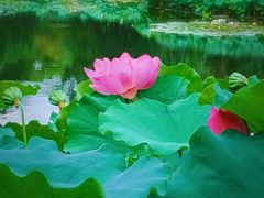 -陈家山荷花公园