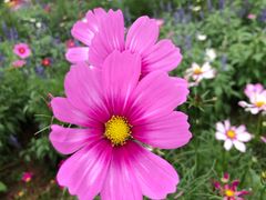 -松山湖梦幻百花洲