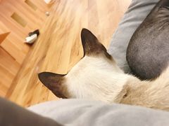 -袖虎·猫馆(体育西路店)