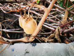 出墙来的猕猴桃小盆友-后海16号·北京私房菜