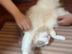 -MOCHA明星猫咖(田子坊店)