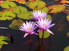 -国家植物园南园