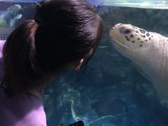 -烟台海昌鲸鲨海洋公园